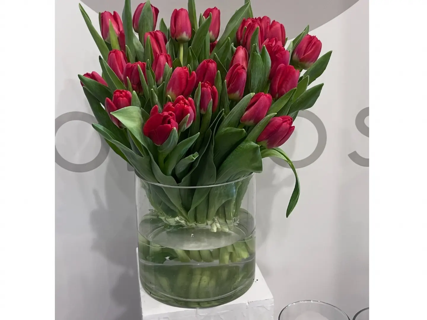 حديقة مائية زائفة بتوليب أحمر