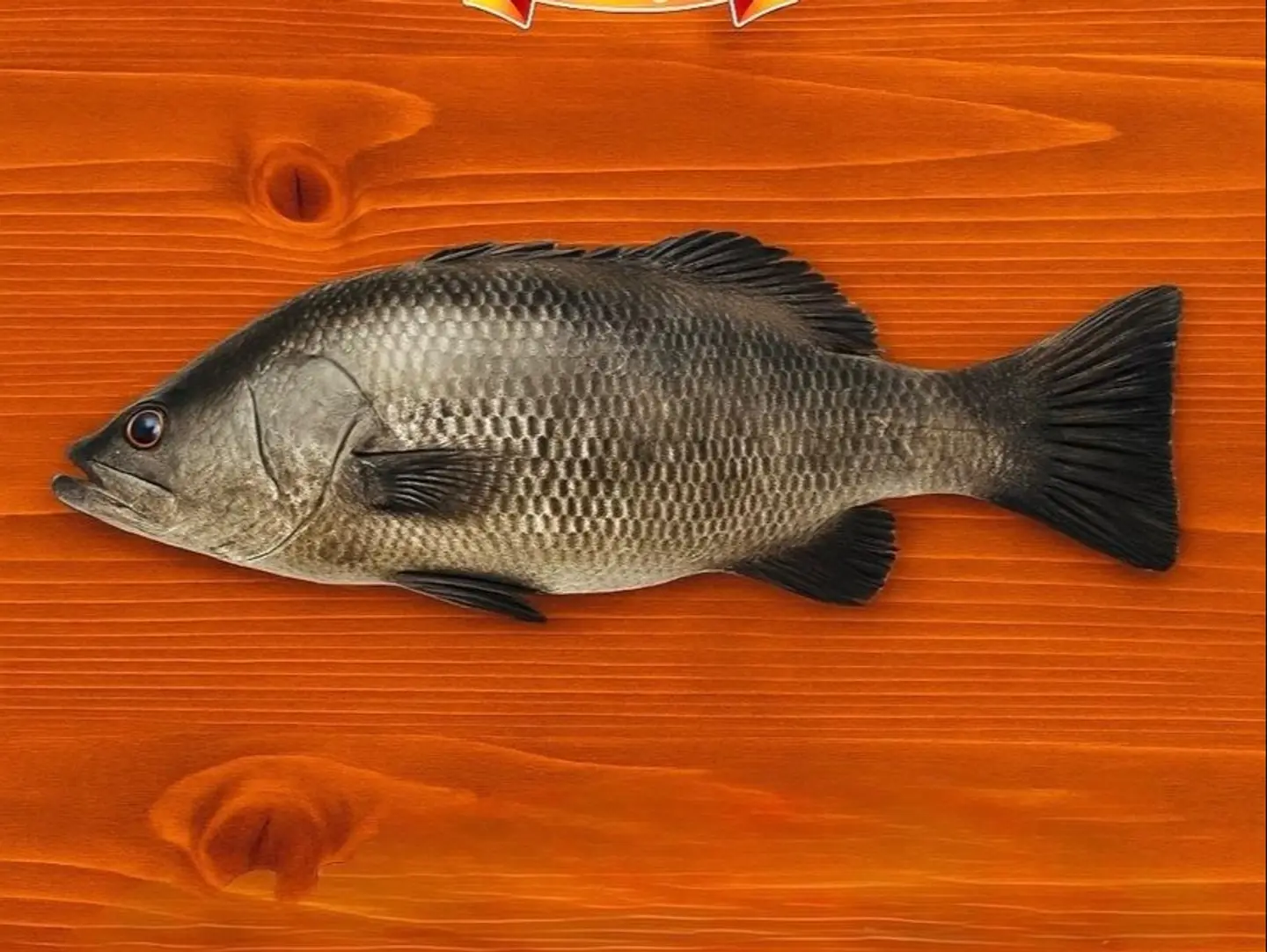 Bass