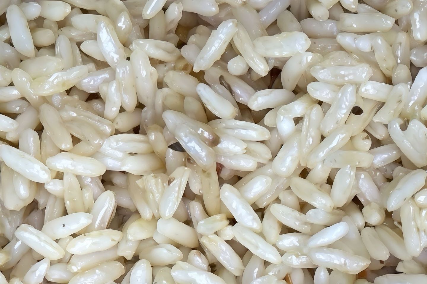 رز عادي