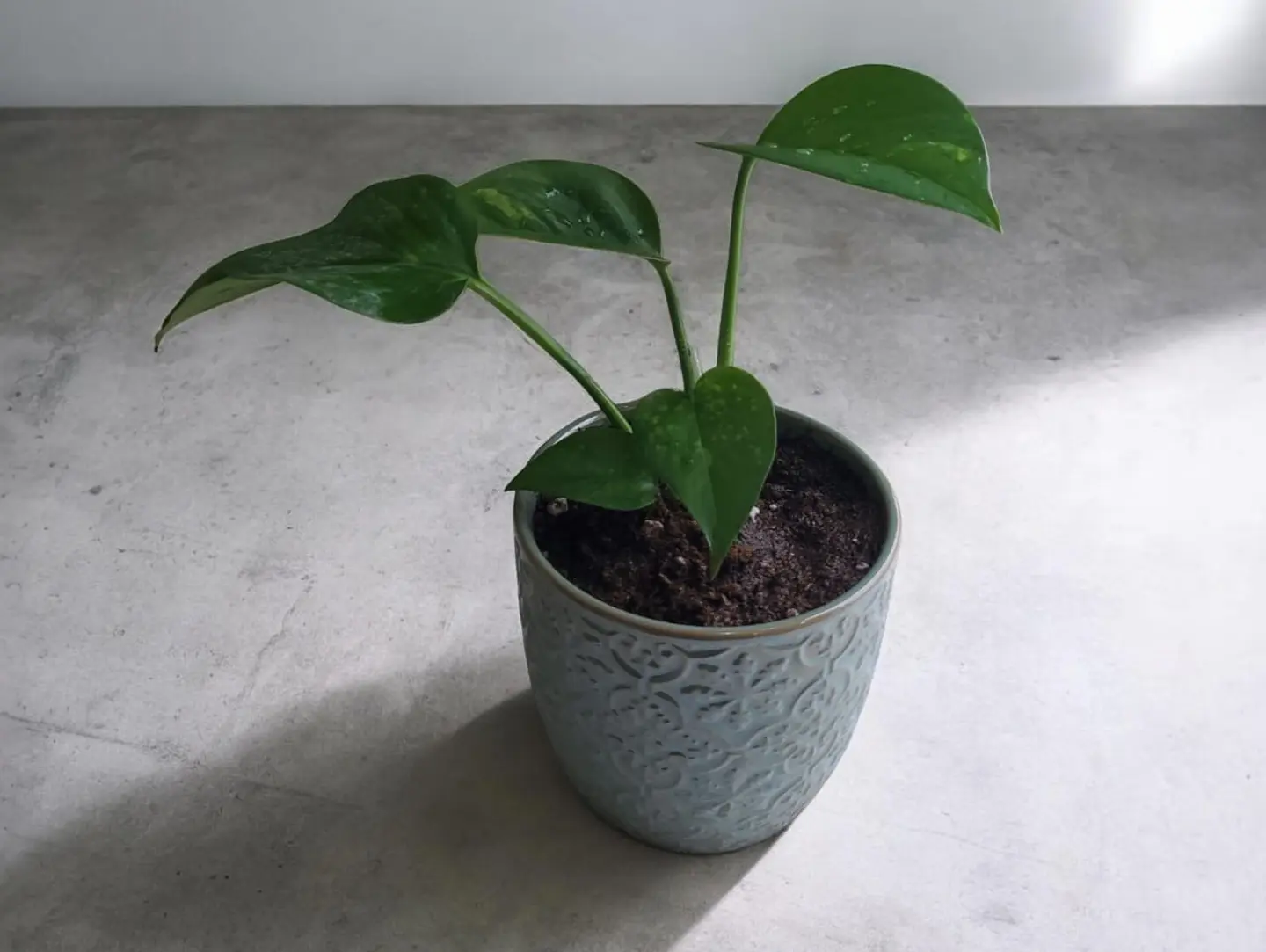Pothos Plant 03