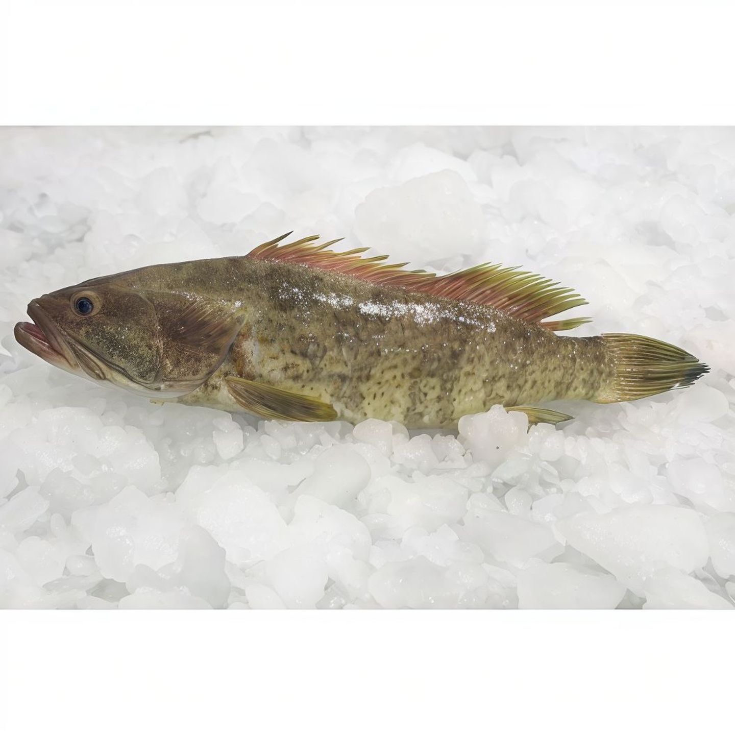 Mule Grouper Fish