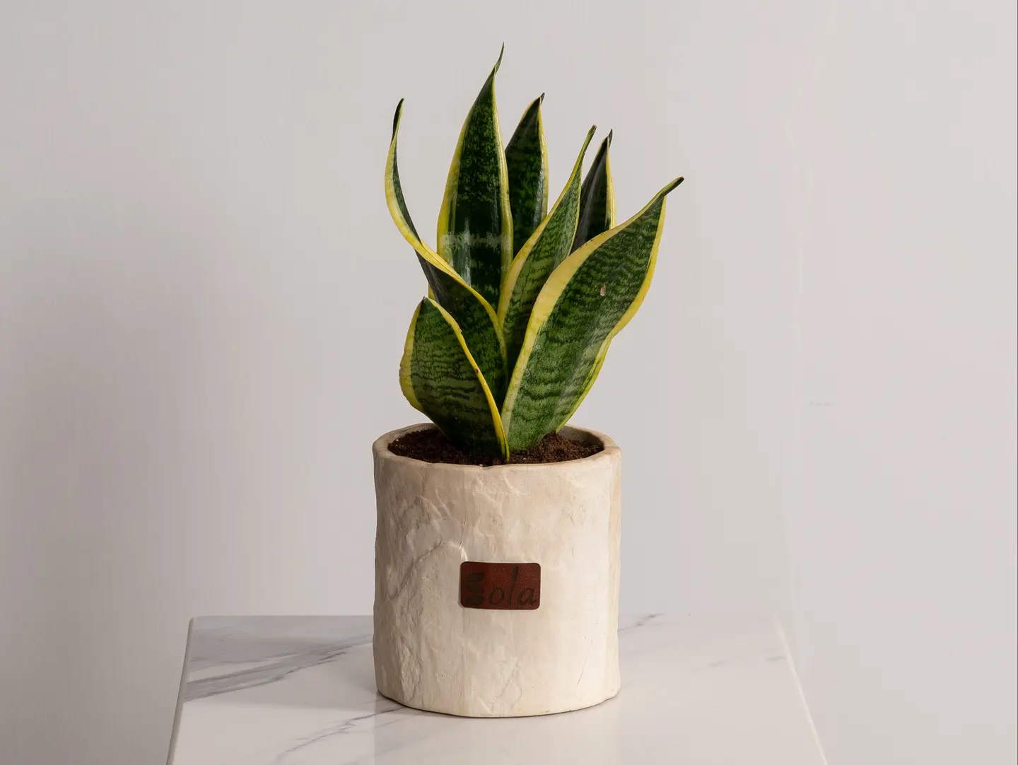 Tiger Skin Plant
