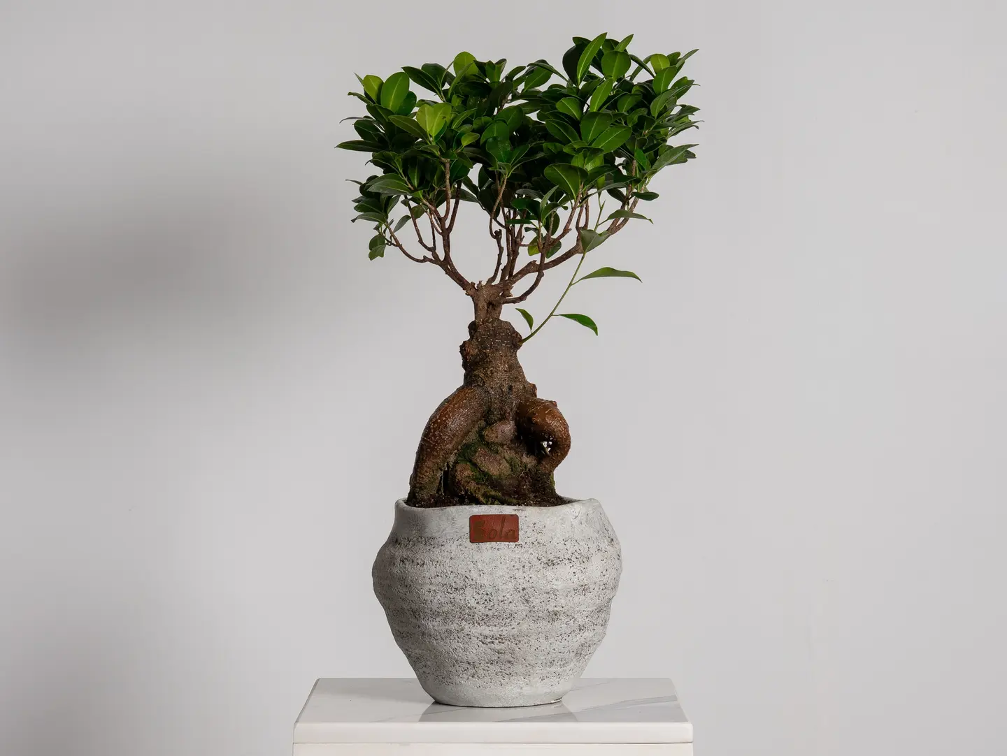 Giant Bonsai Tree