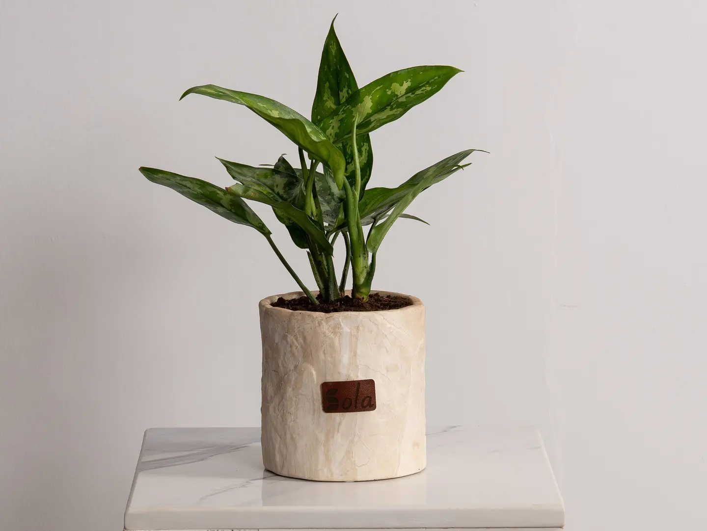 Aglaonema Plant