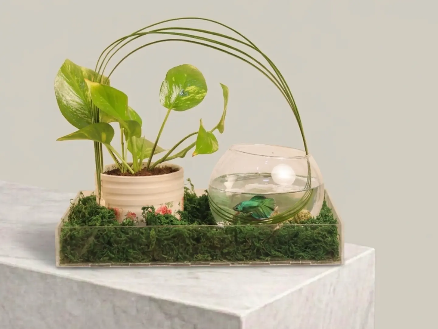 Pothos & Betta Fish Arrangement