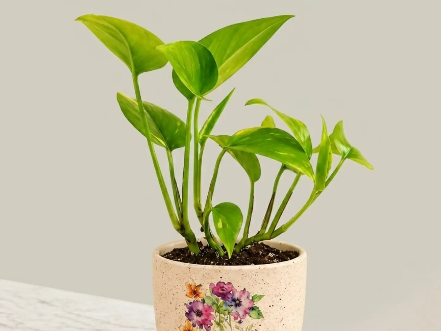 Spring Pothos Plant