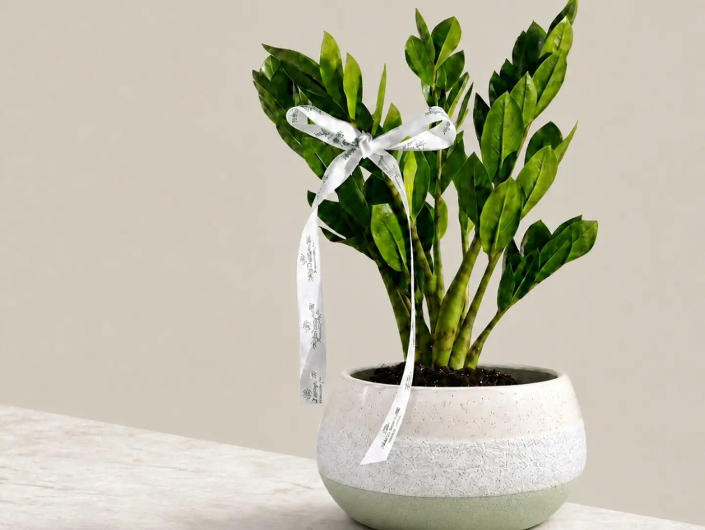 Elegant Zz Plant