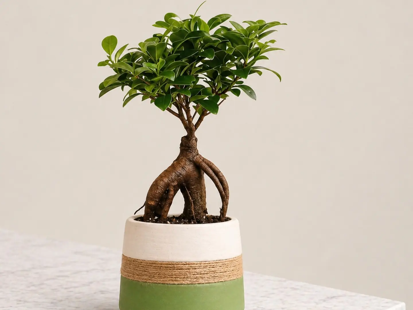 Ficus Ginseng Plant
