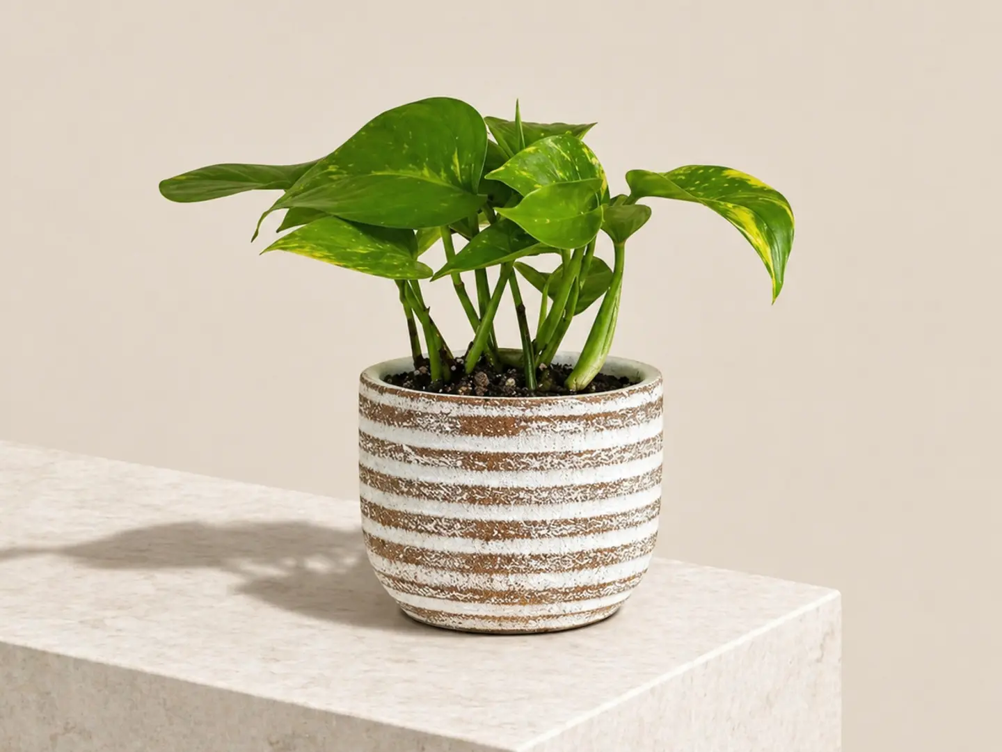 Striped Pothos Plant