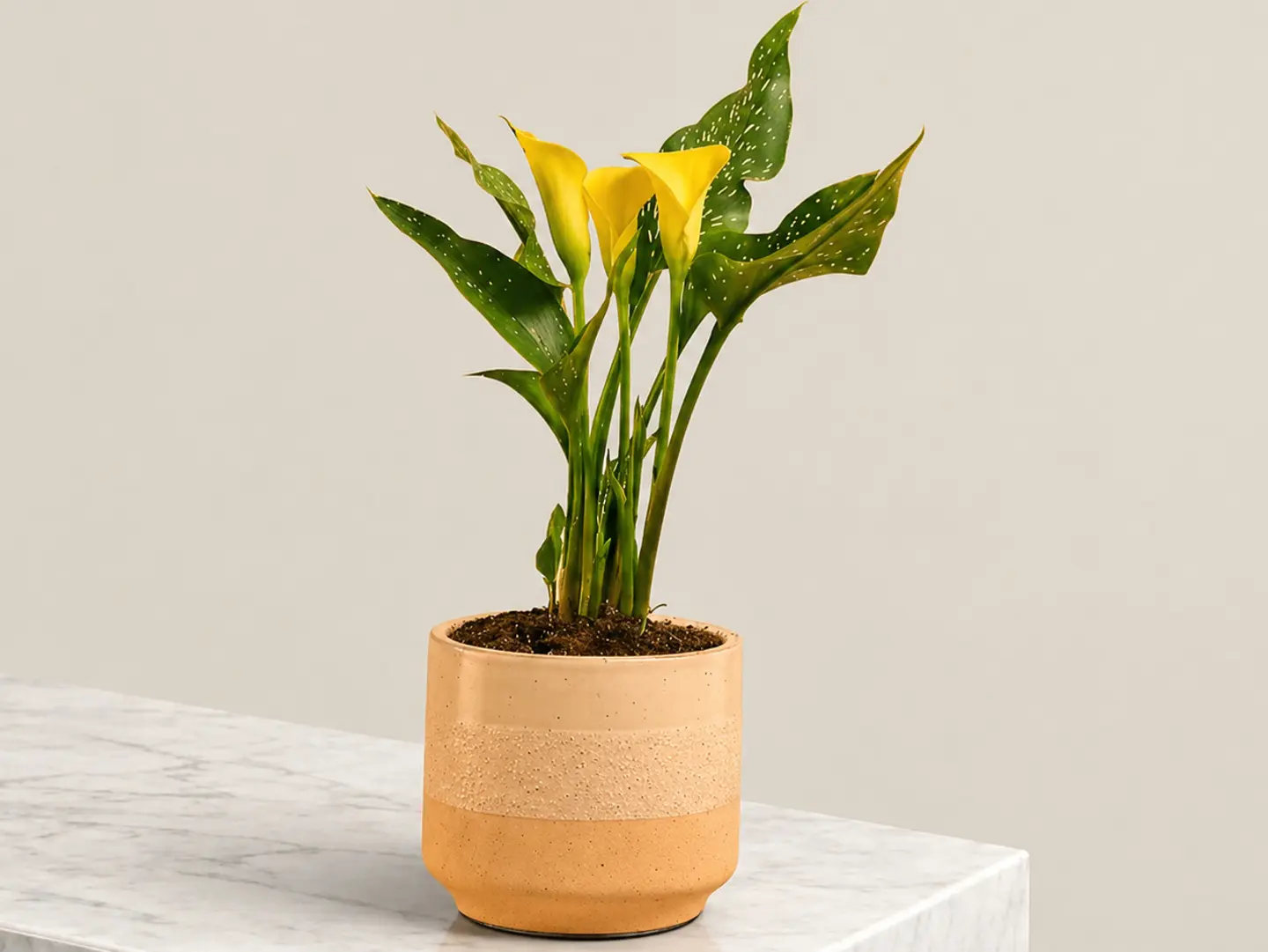 Yellow Calla Lily Plant