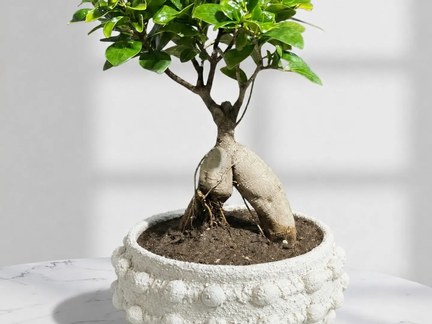 Vicks Ginseng Plant