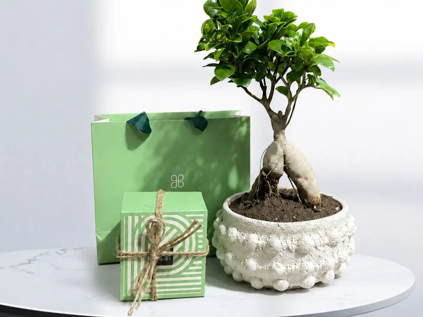 Vicks Ginseng Plant With Patchi