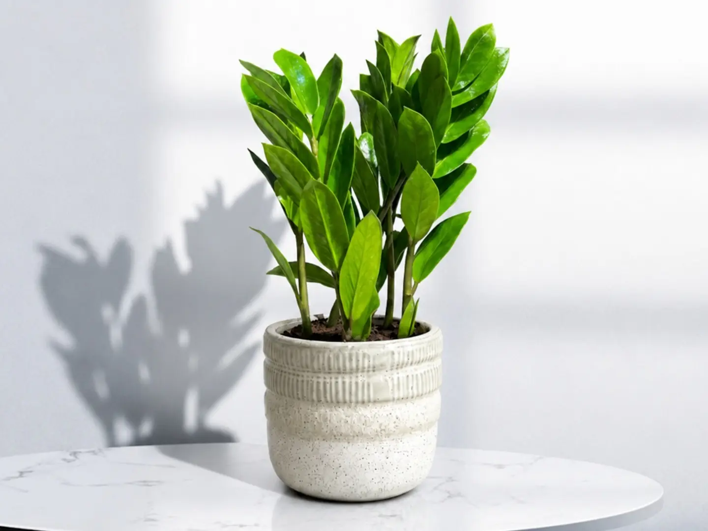 Zamia Plant