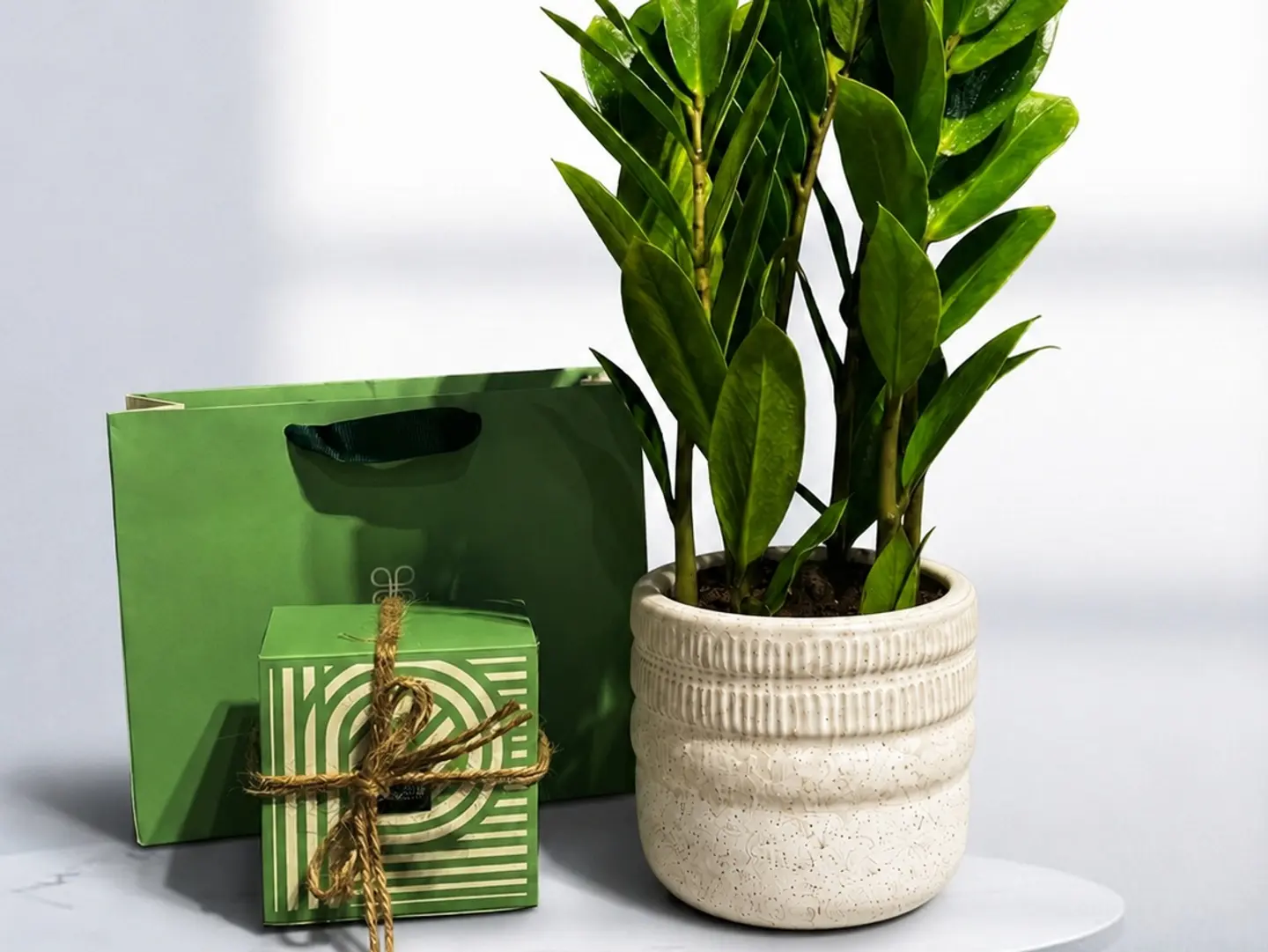 Zamia Plant With Patchi