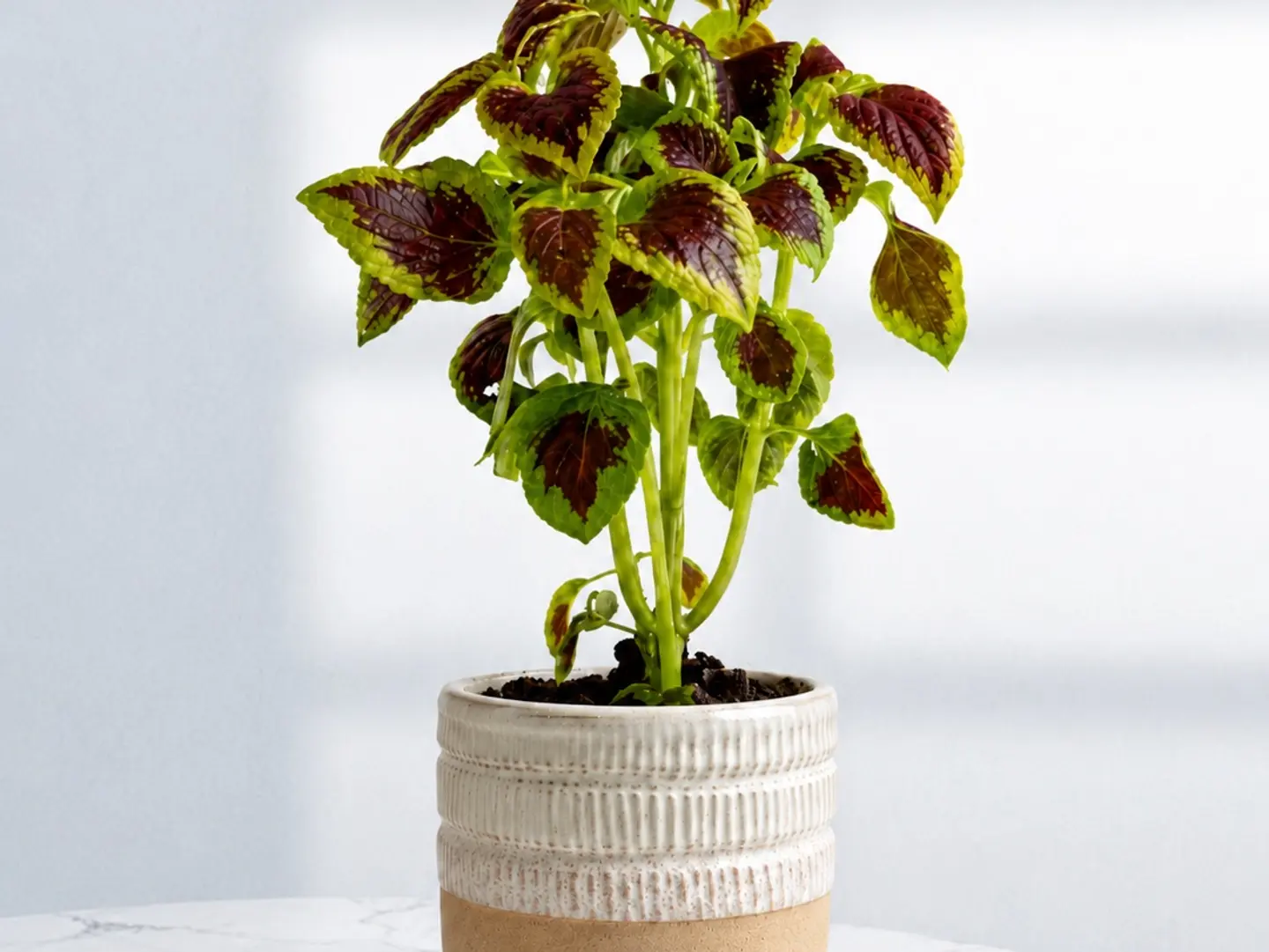Carpet Plant 1