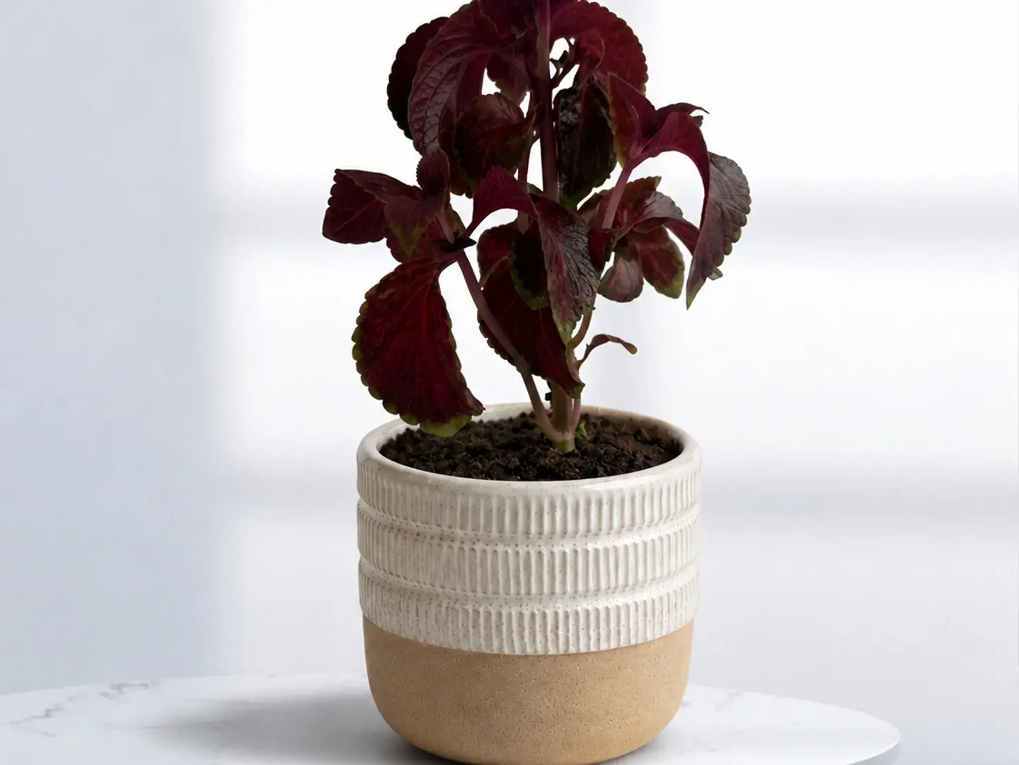Carpet Plant 3