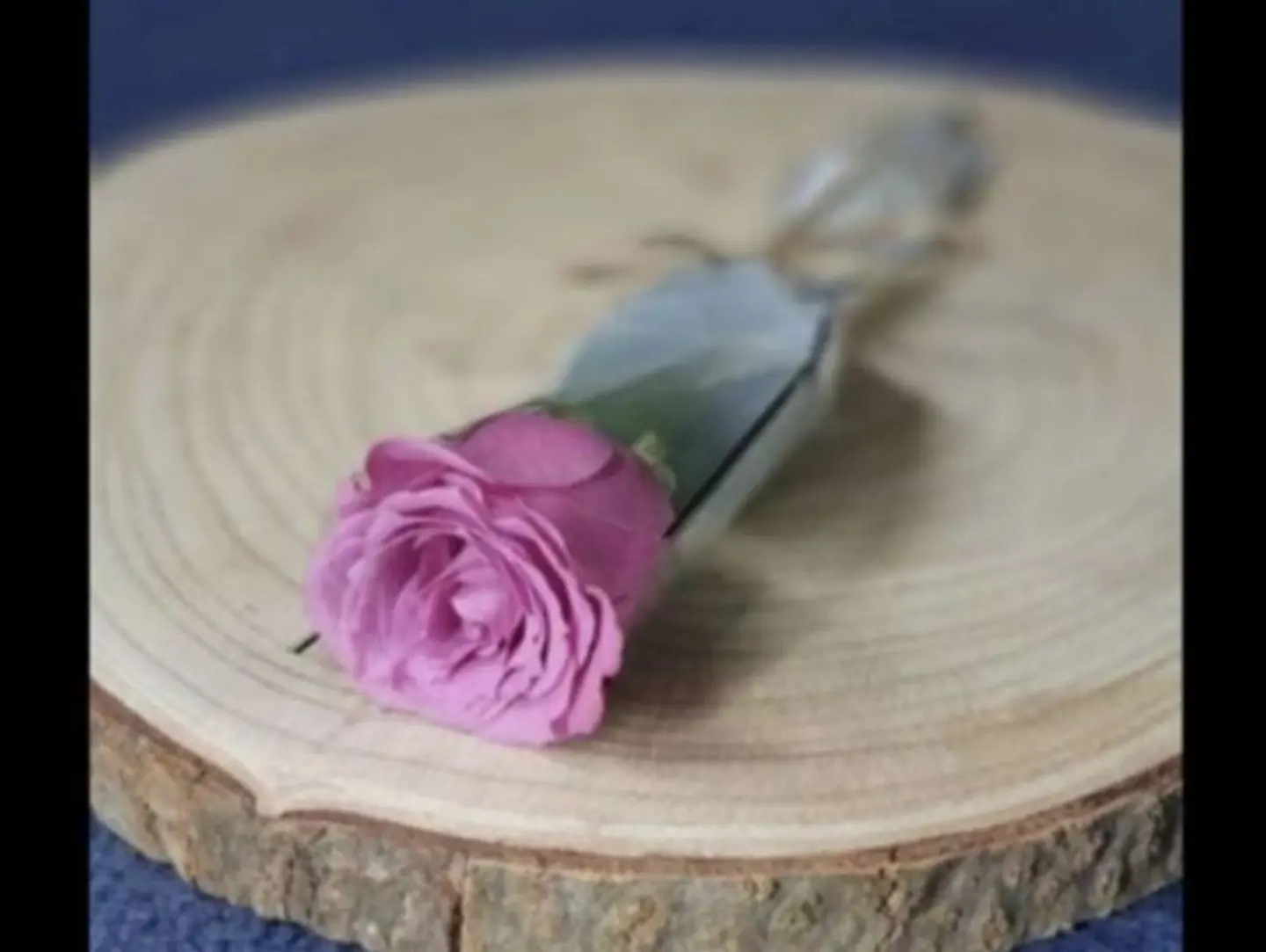 A Wrapped Mauve Rose