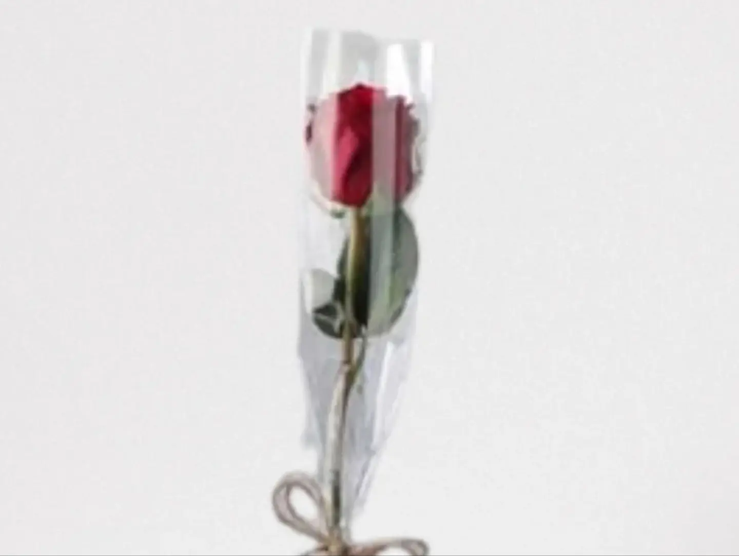 A Wrapped Red Rose