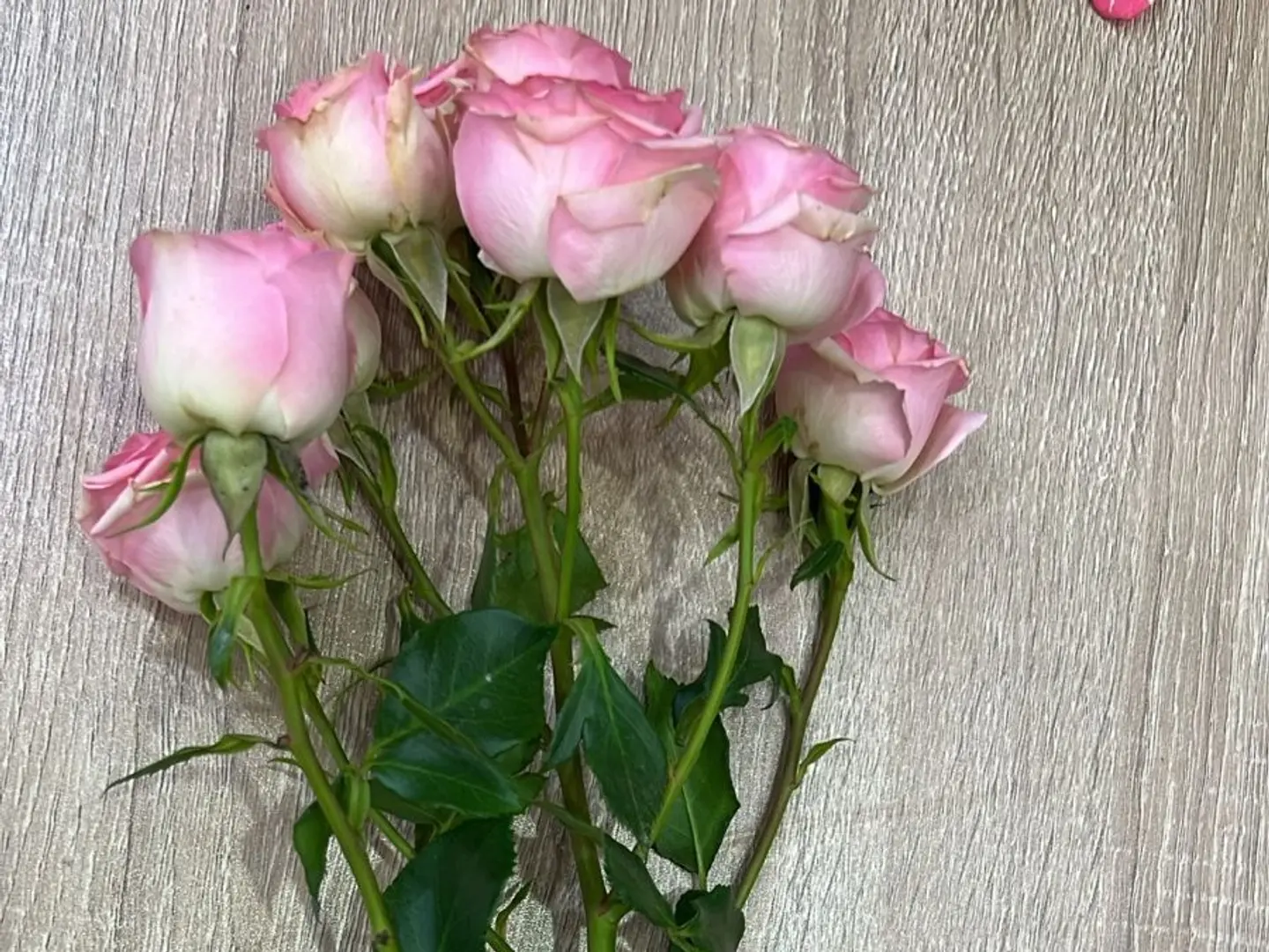 Baby Rose Branch, Pink