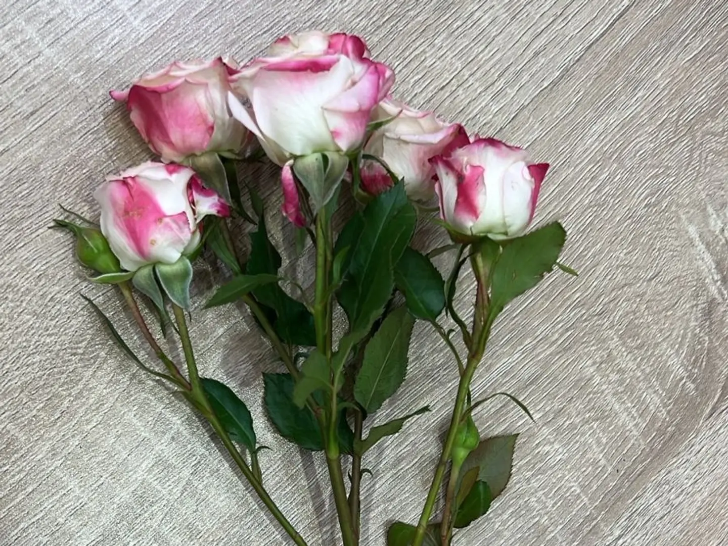 Baby Rose Double Color Branch