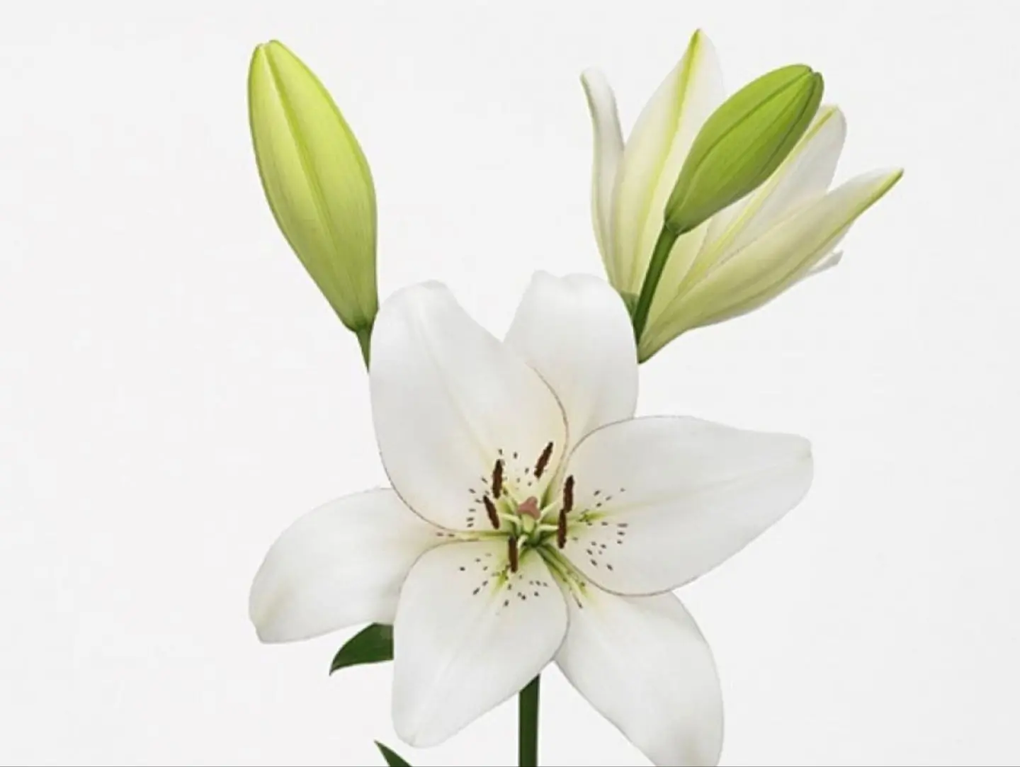 Natural White Lily Branch