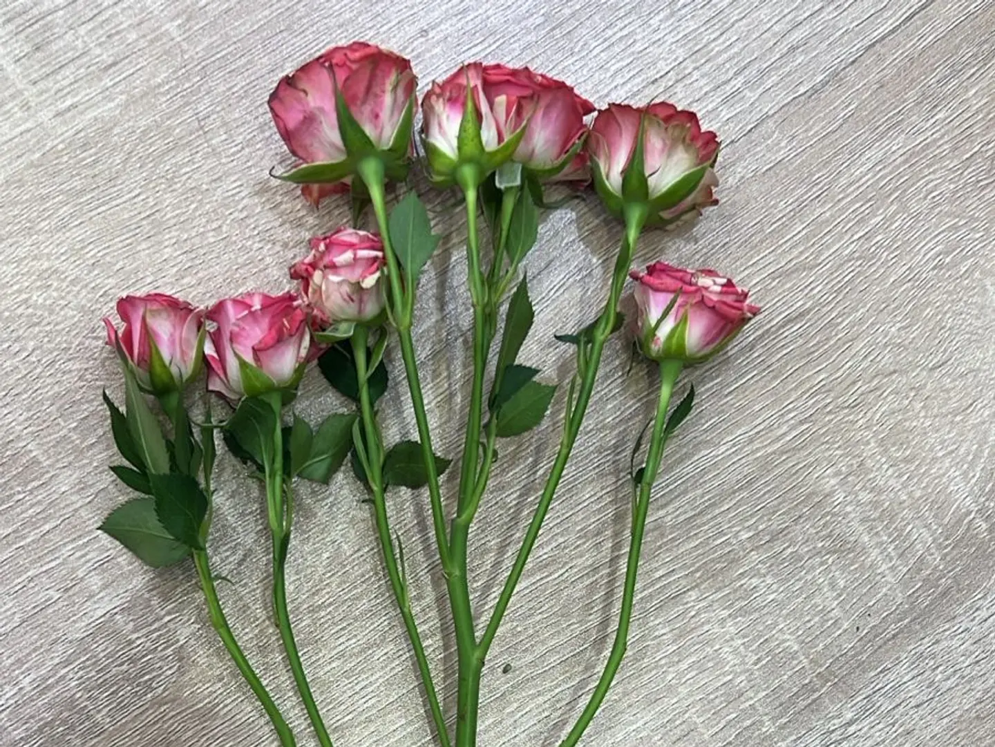 Baby Rose Double Color Dark Branch