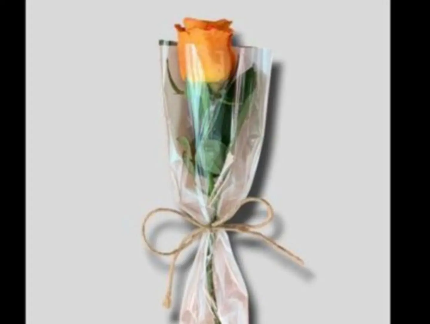 Orange Rose