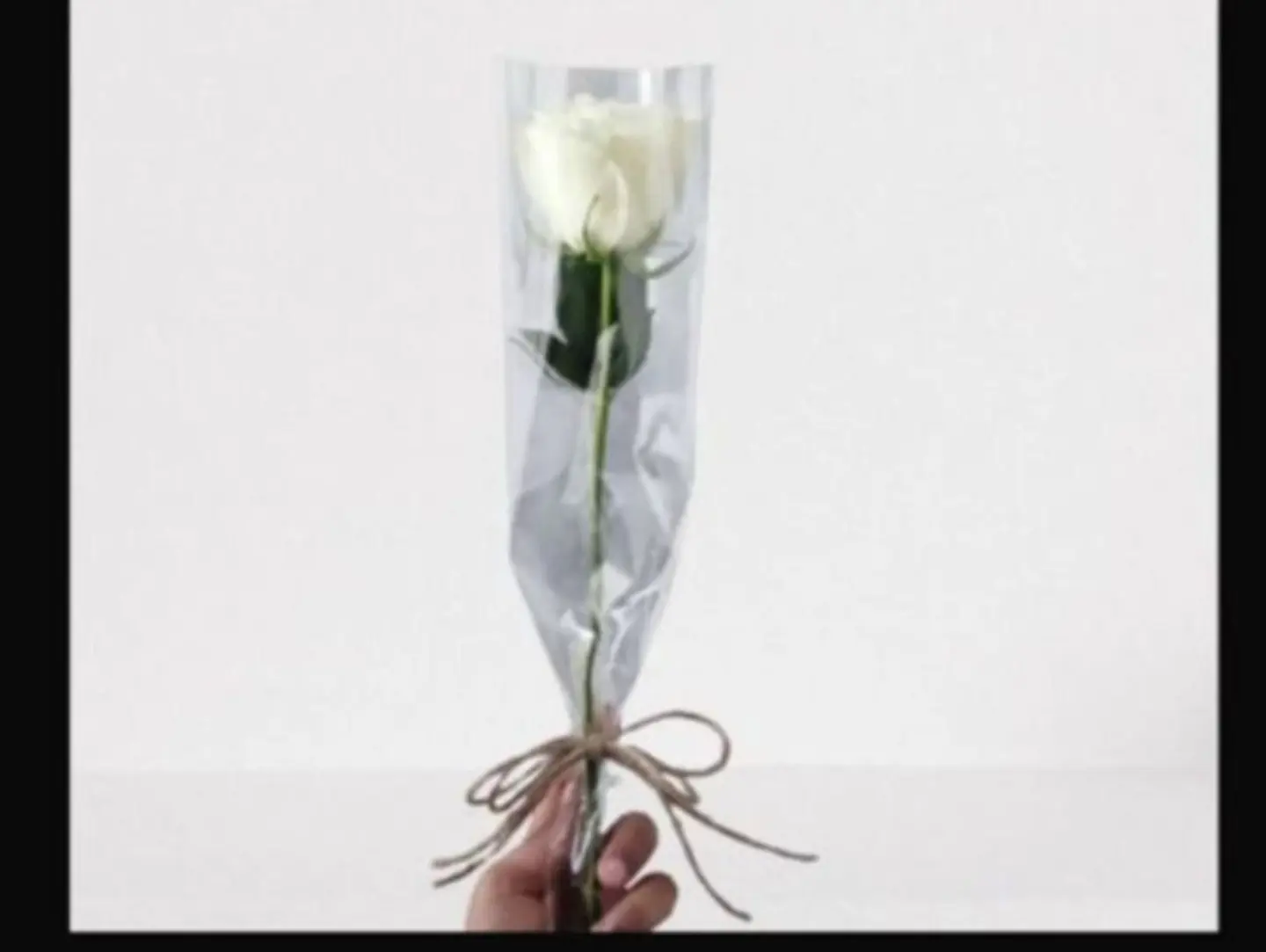 A Wrapped White Rose