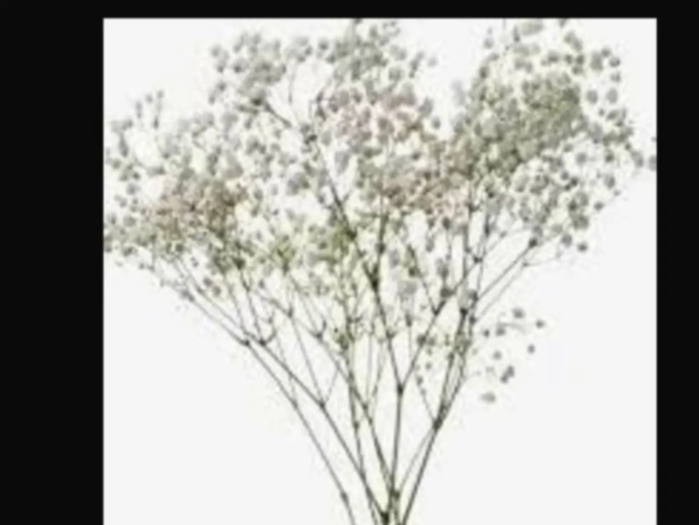 Natural Gypsophila Branch