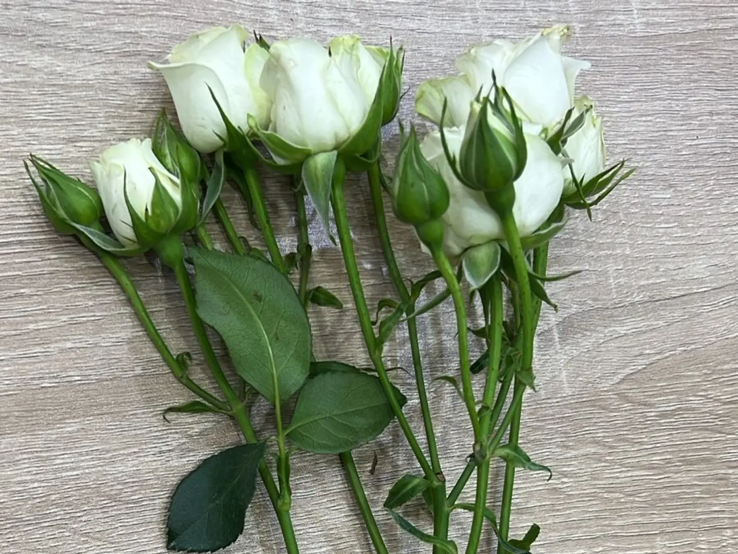 Baby Rose Branch, White Color