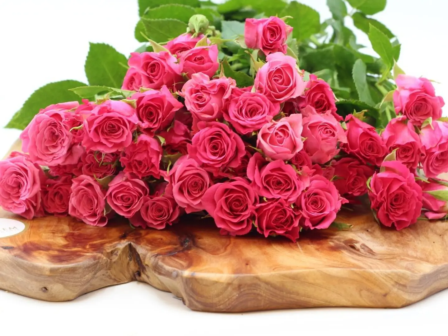 Baby Rose Fushi