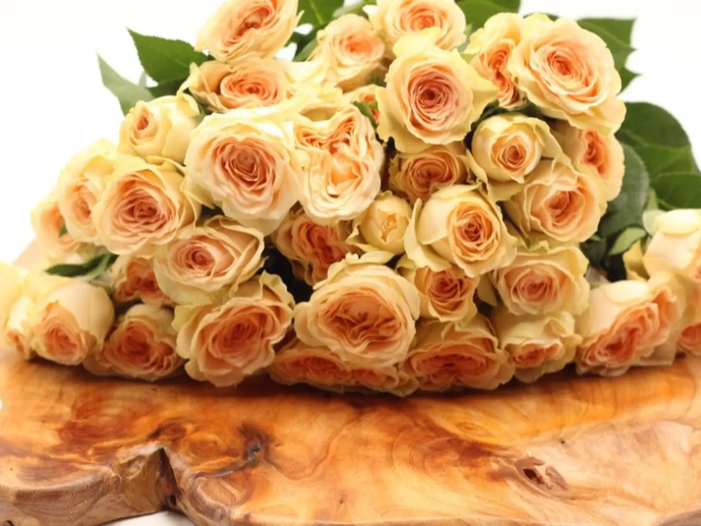 Baby Rose Jarbazi