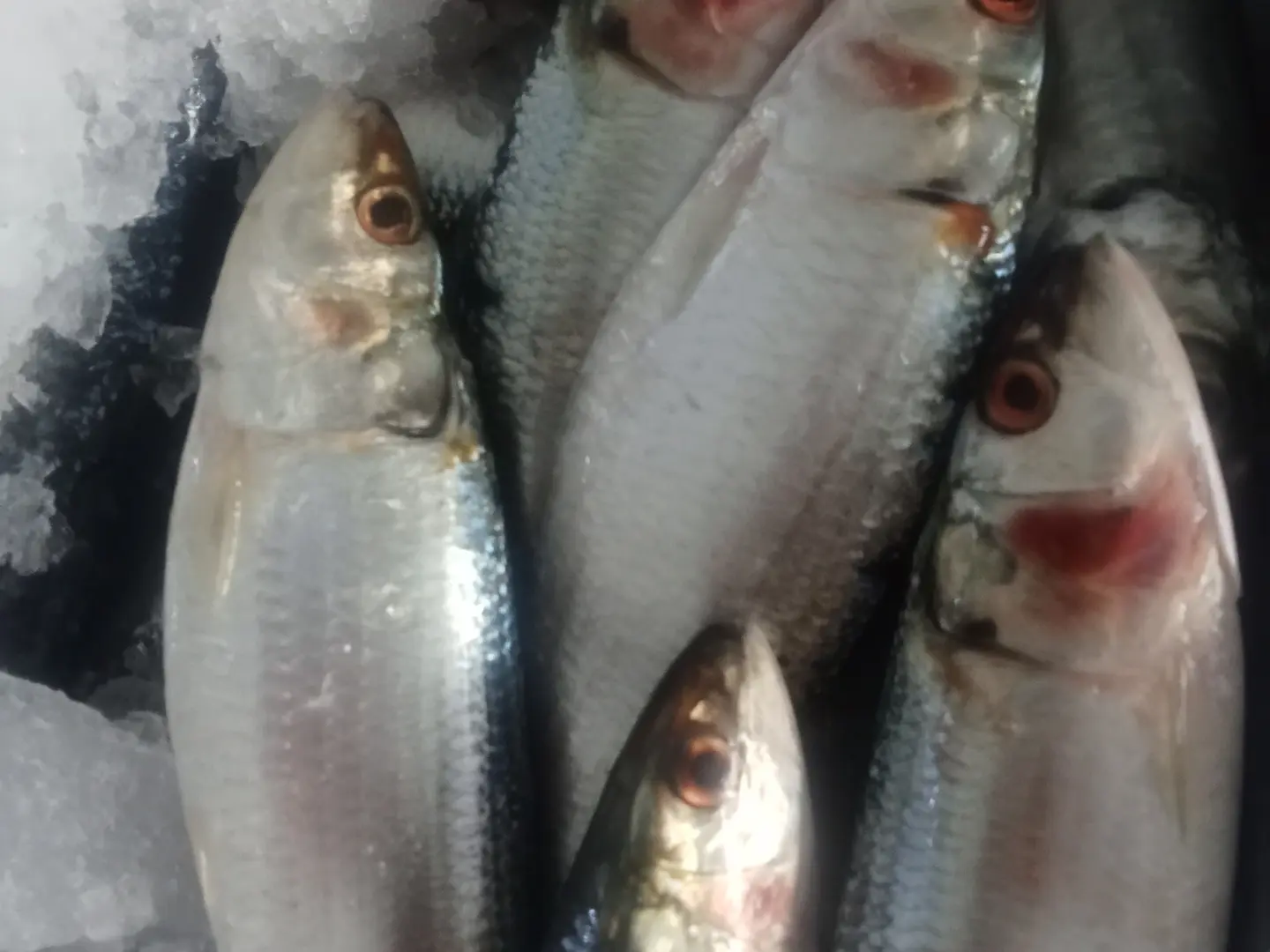 وجبه سردين مشوي بالفرن صنيه