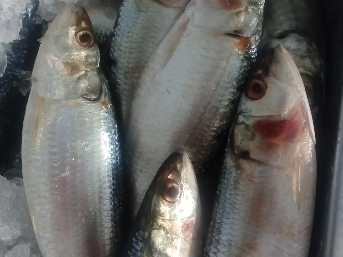 سردين مشوي بالفرن صنيه