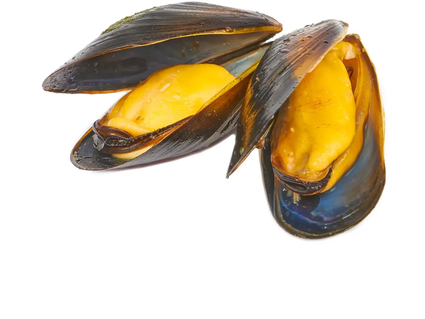 Mussels