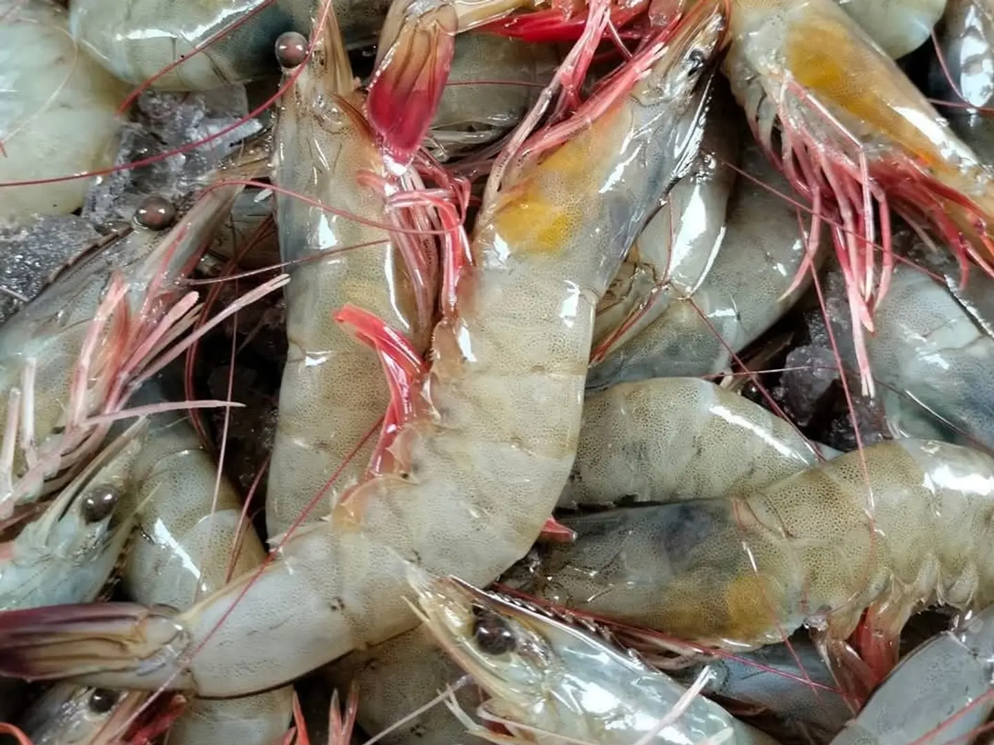 Medium Shrimp