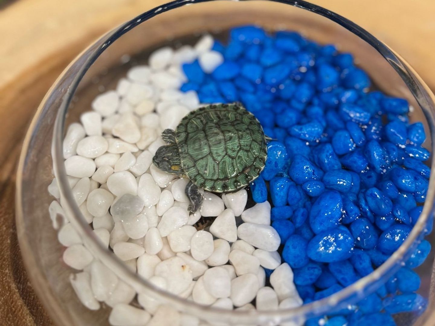 Al Hilal Team Turtle
