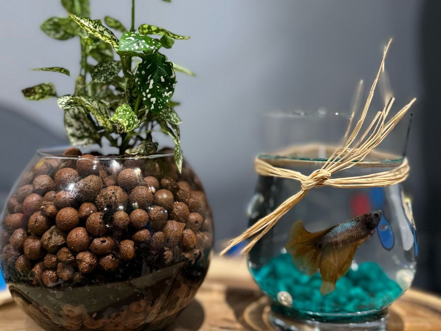 Betta Fish With A Polka Dot Plant