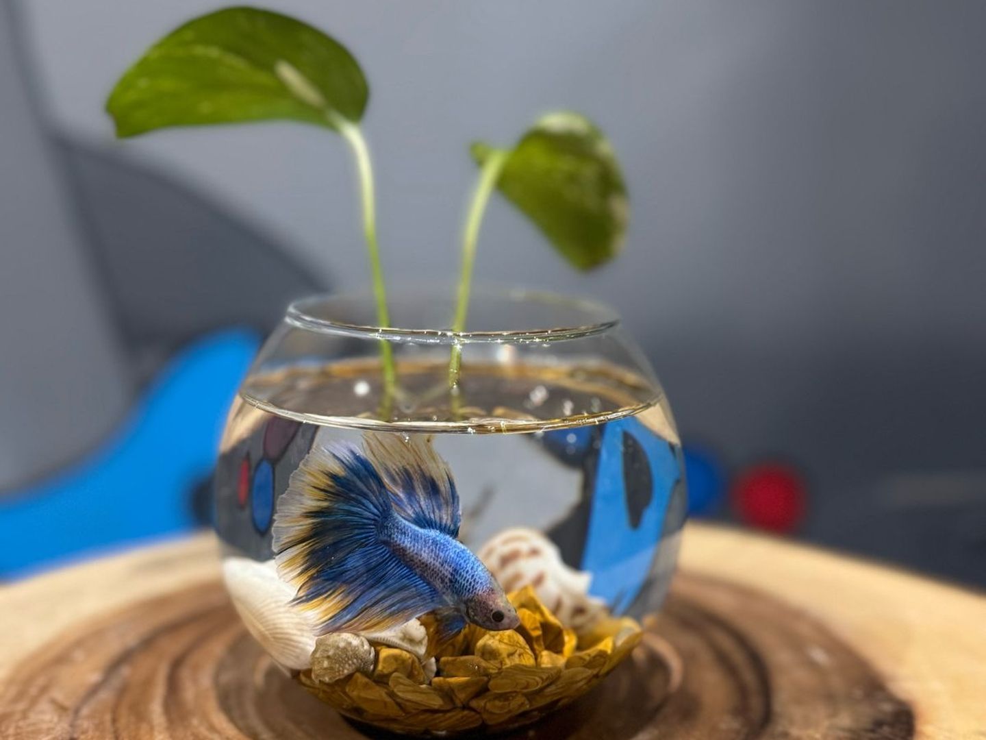 Pothos Fish 1