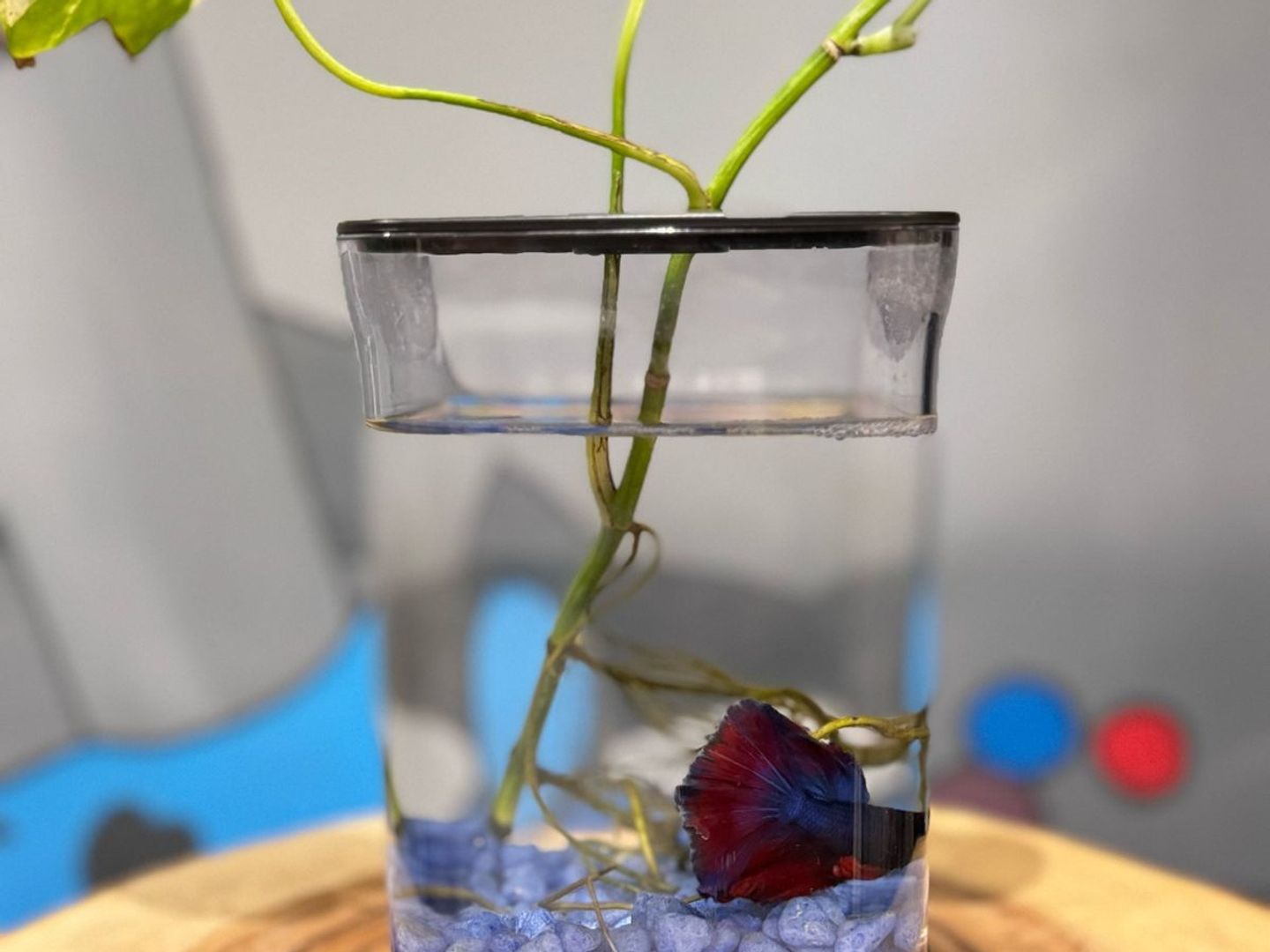 Pothos Aquarium