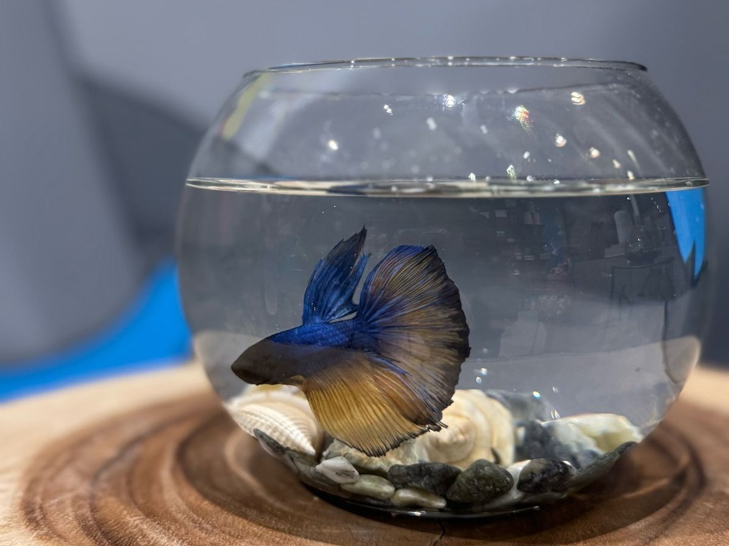 Fish With Shell