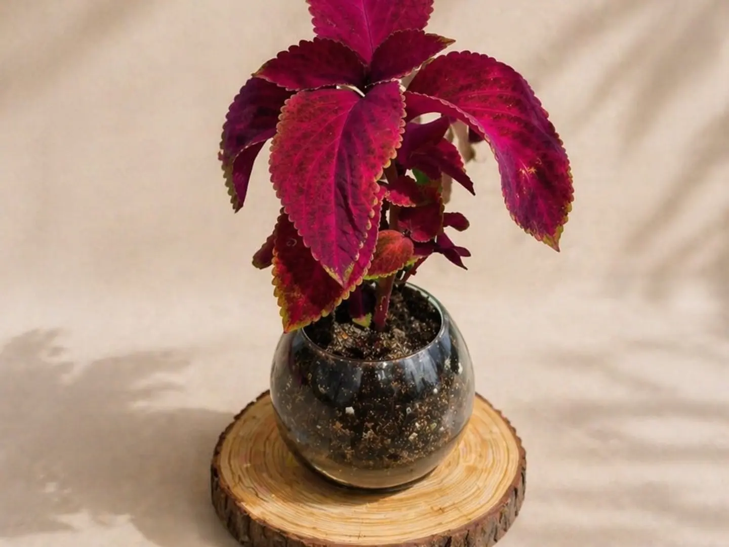 Coleus Plant