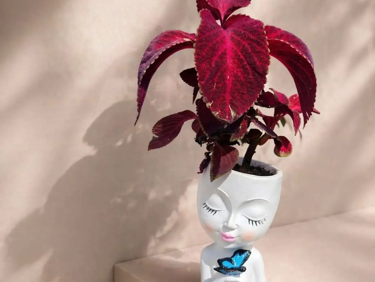 Coleus Plant Also Known As The Painted Nettle