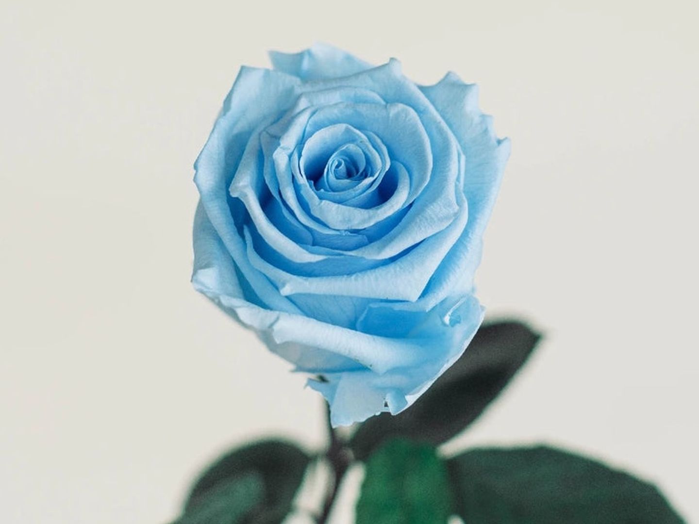 Blue Rose