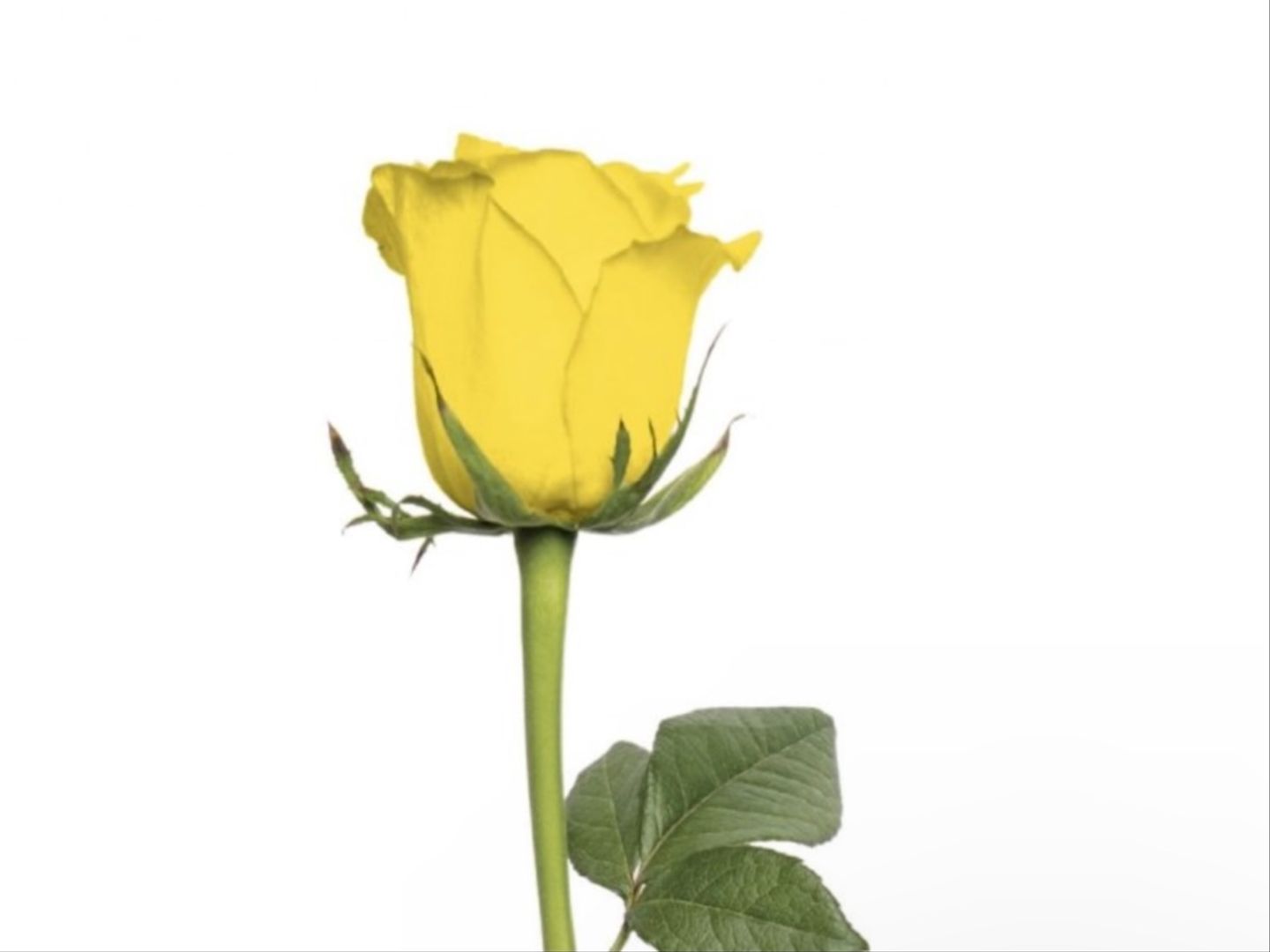 Yellow Rose