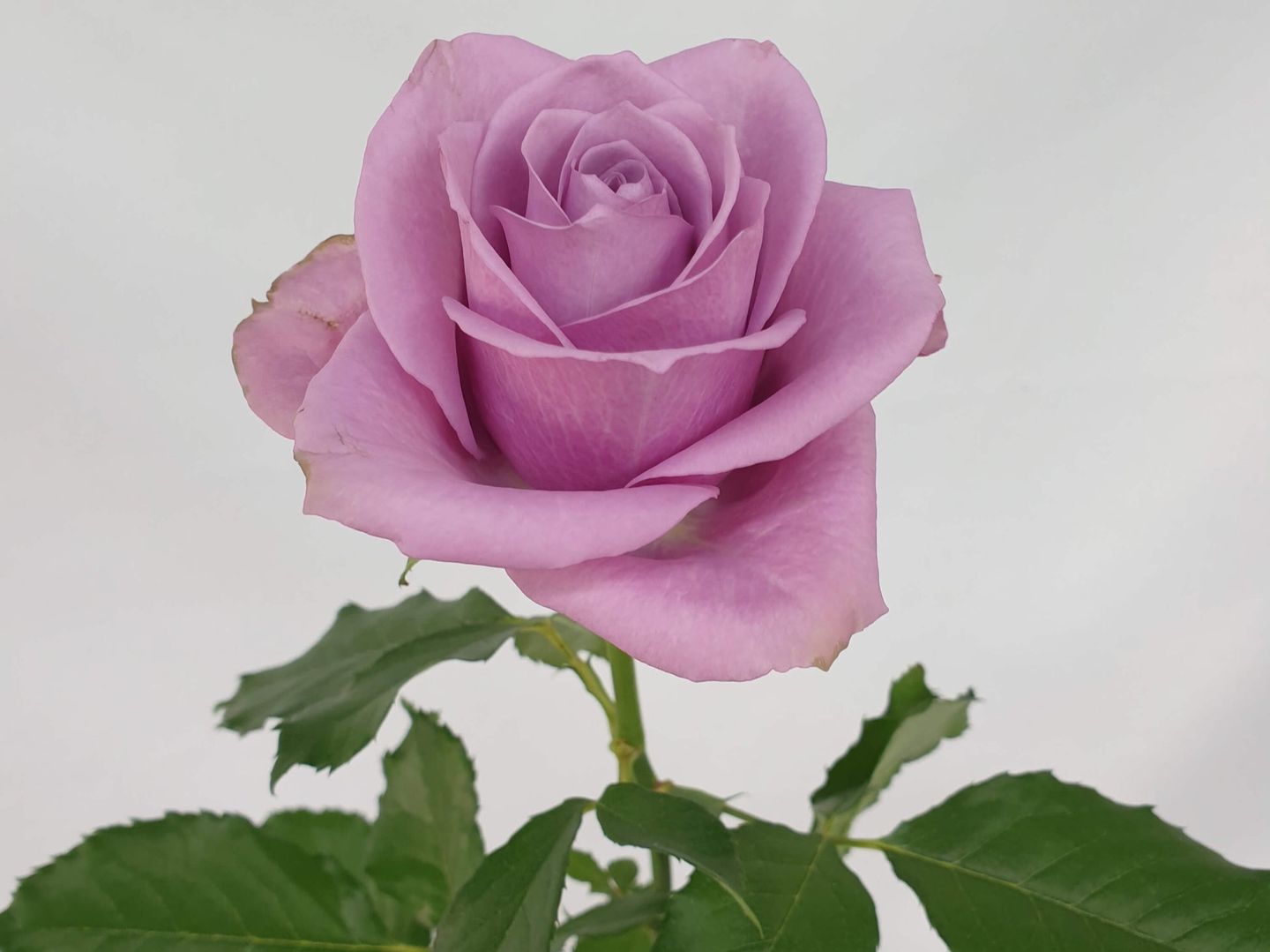 Purple Rose