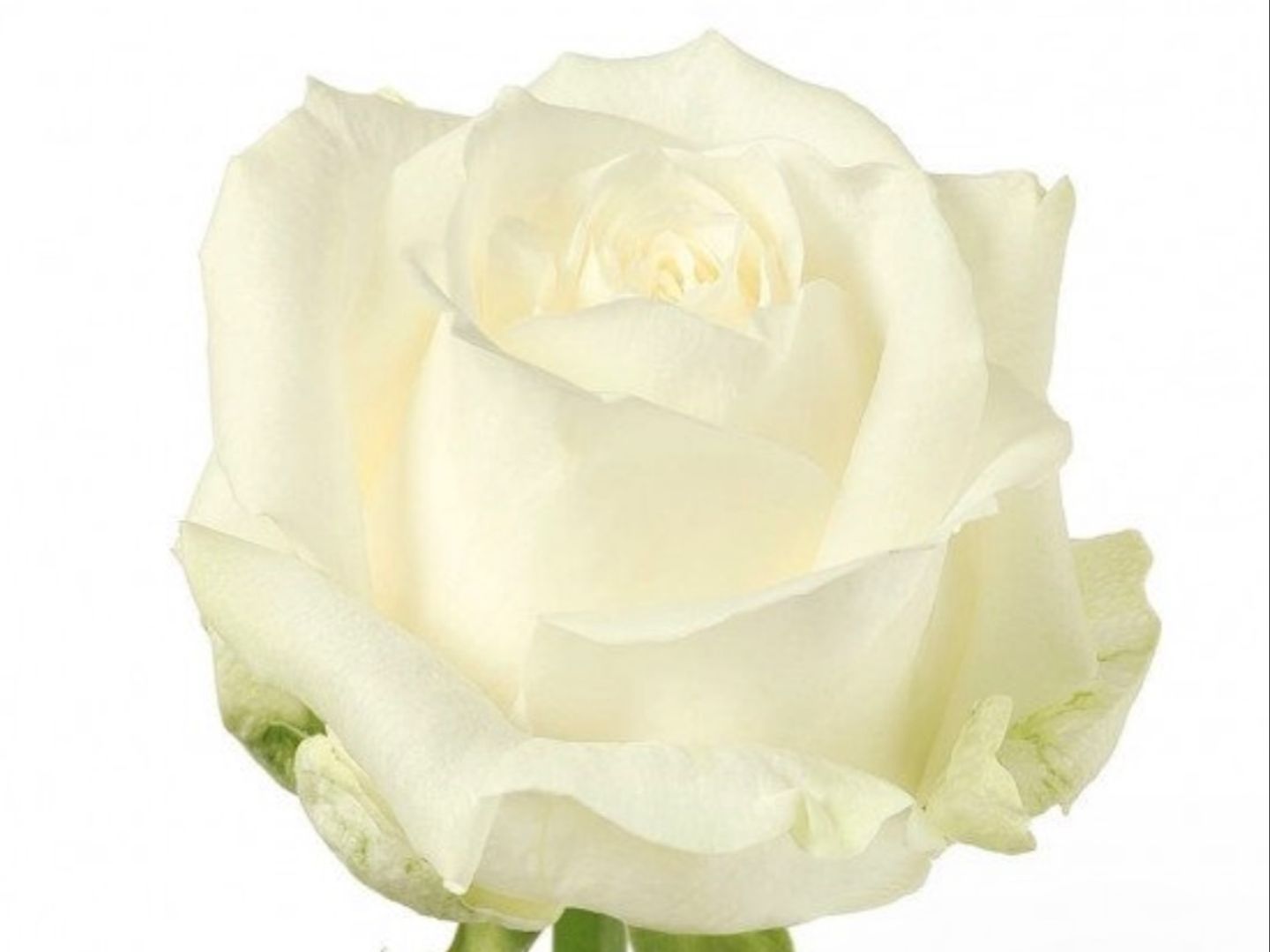 White Rose