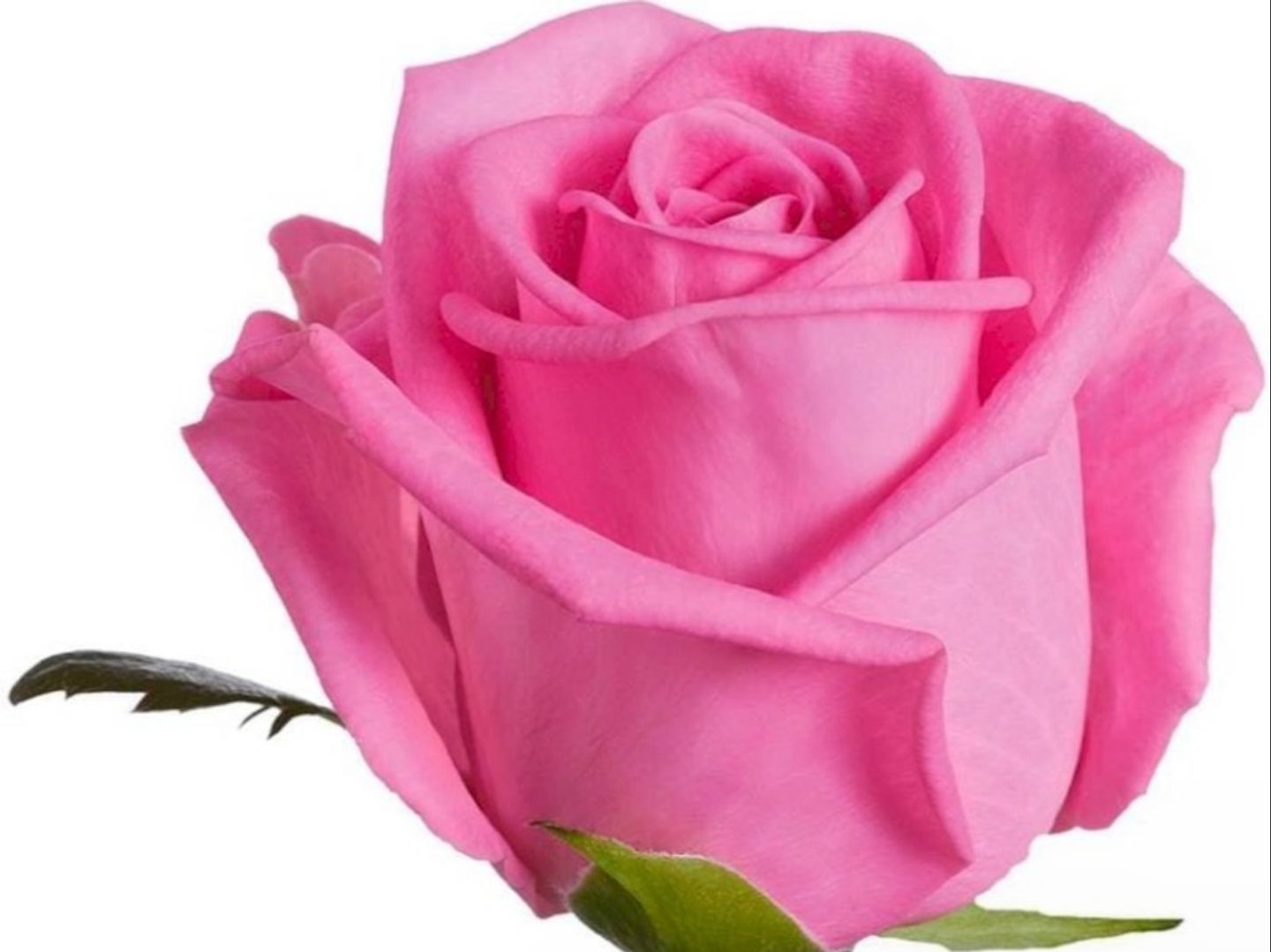 Pink Rose