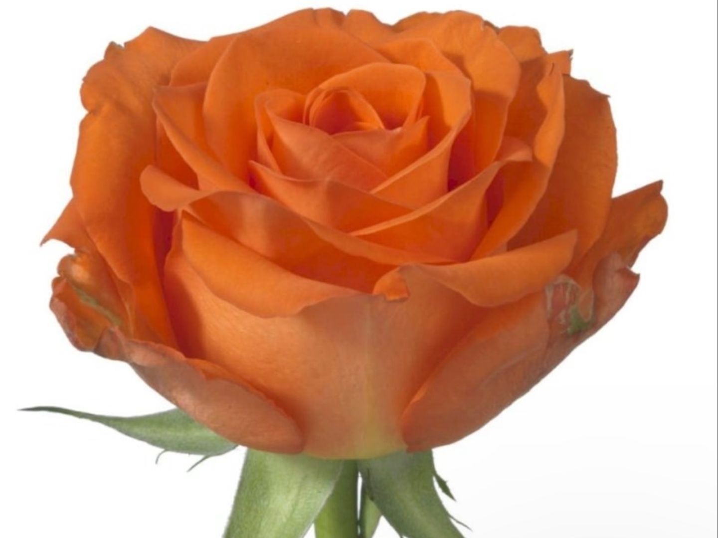Orange Rose