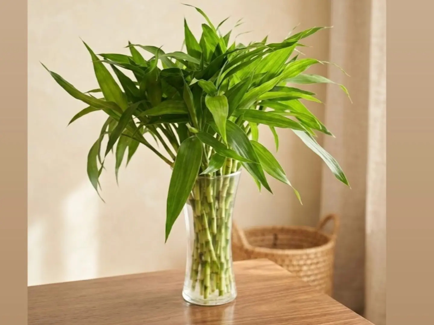 30 Bamboo In Vase
